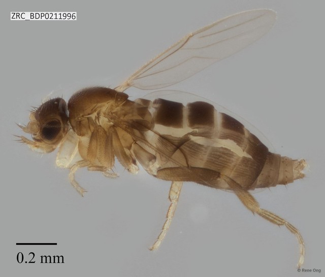 Phoridae sp. "ZRCBDP0000212" • © Rene Ong • All Rights Reserved