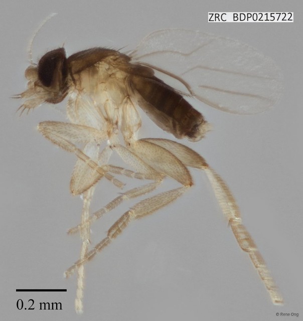 Phoridae sp. "ZRCBDP0000212"