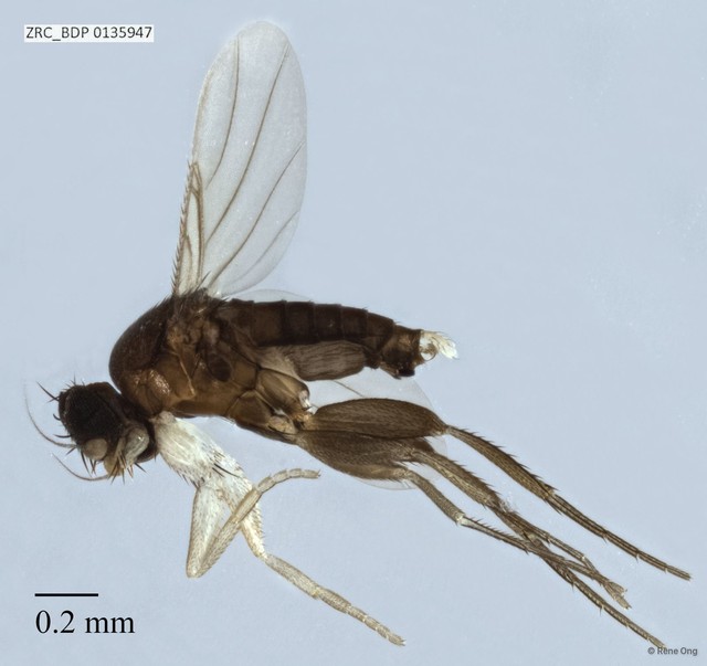 Phoridae sp. "ZRCBDP0000238" • © Rene Ong • All Rights Reserved