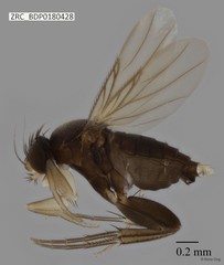 Phoridae sp. "ZRCBDP0000238" • © Rene Ong • All Rights Reserved