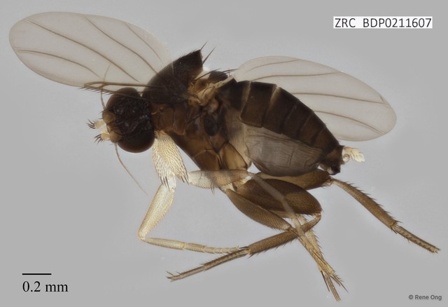 Phoridae sp. "ZRCBDP0000238"