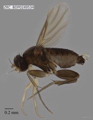 Phoridae sp. "ZRCBDP0000238" • © Rene Ong • All Rights Reserved