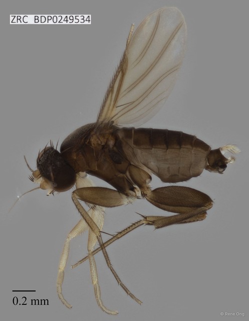 Phoridae sp. "ZRCBDP0000238"