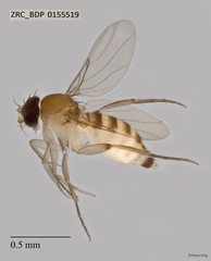Phoridae sp. "ZRCBDP0000259" • © Rene Ong • All Rights Reserved