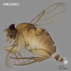 Phoridae sp. "ZRCBDP0000267" • © Rene Ong • All Rights Reserved