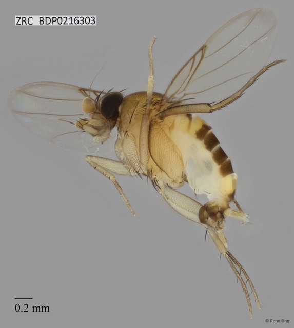 Phoridae sp. "ZRCBDP0000267"
