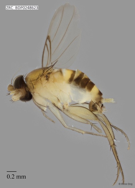 Phoridae sp. "ZRCBDP0000267"