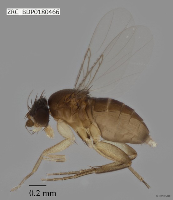 Phoridae sp. "ZRCBDP0000273" • © Rene Ong • All Rights Reserved