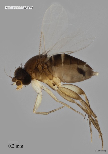 Phoridae sp. "ZRCBDP0000273"