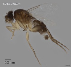 Phoridae sp. "ZRCBDP0000273" • © Rene Ong • All Rights Reserved