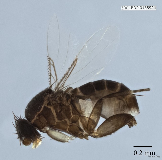 Phoridae sp. "ZRCBDP0000283" • © Rene Ong • All Rights Reserved