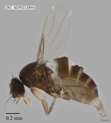Phoridae sp. "ZRCBDP0000283" • © Rene Ong • All Rights Reserved