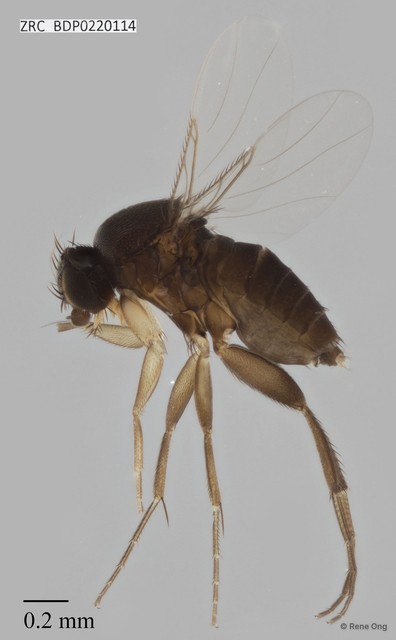 Phoridae sp. "ZRCBDP0000283"