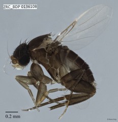 Phoridae sp. "ZRCBDP0000287"