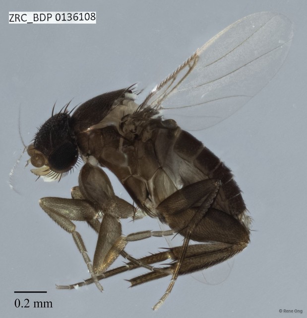 Phoridae sp. "ZRCBDP0000287" • © Rene Ong • All Rights Reserved
