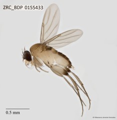 Phoridae sp. "ZRCBDP0000386" • © Villanueva Jeremie Gonzales • All Rights Reserved