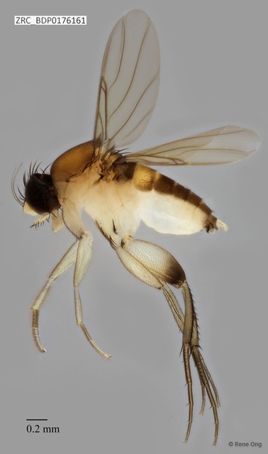 Phoridae sp. "ZRCBDP0000386"