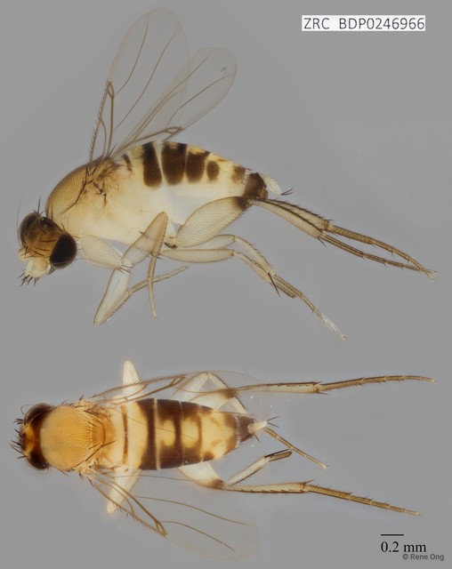 Phoridae sp. "ZRCBDP0000386"