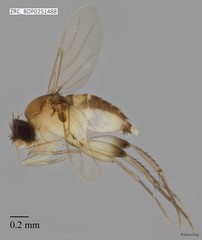Phoridae sp. "ZRCBDP0000386" • © Rene Ong • All Rights Reserved
