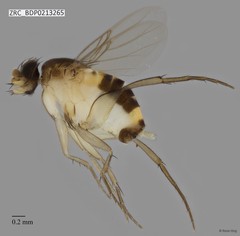 Phoridae sp. "ZRCBDP0000394" • © Rene Ong • All Rights Reserved