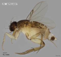Phoridae sp. "ZRCBDP0000394" • © Rene Ong • All Rights Reserved