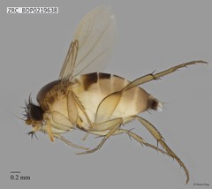 Phoridae sp. "ZRCBDP0000394" • © Rene Ong • All Rights Reserved