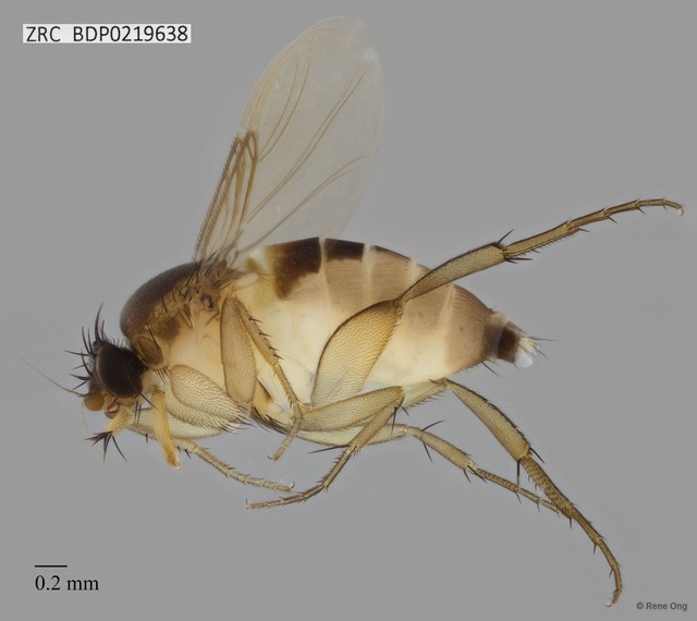 Phoridae sp. "ZRCBDP0000394"