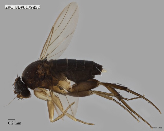 Phoridae sp. "ZRCBDP0000397" • © Rene Ong • All Rights Reserved