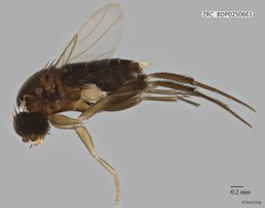 Phoridae sp. "ZRCBDP0000397" • © Rene Ong • All Rights Reserved