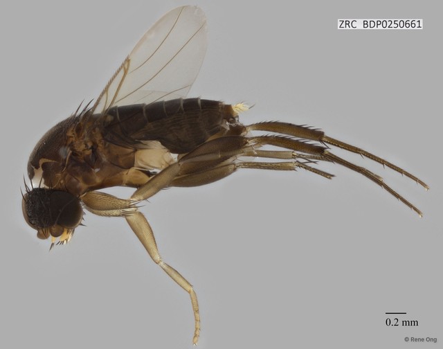 Phoridae sp. "ZRCBDP0000397"