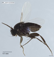 Phoridae sp. "ZRCBDP0000411" • © Rene Ong • All Rights Reserved