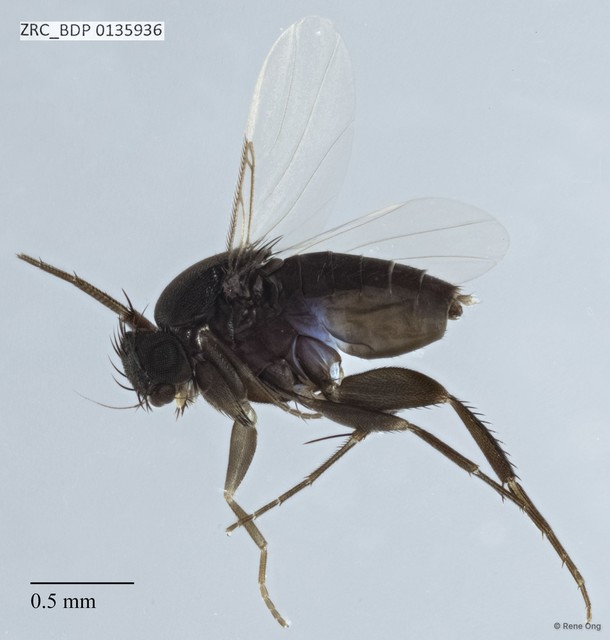 Phoridae sp. "ZRCBDP0000411" • © Rene Ong • All Rights Reserved