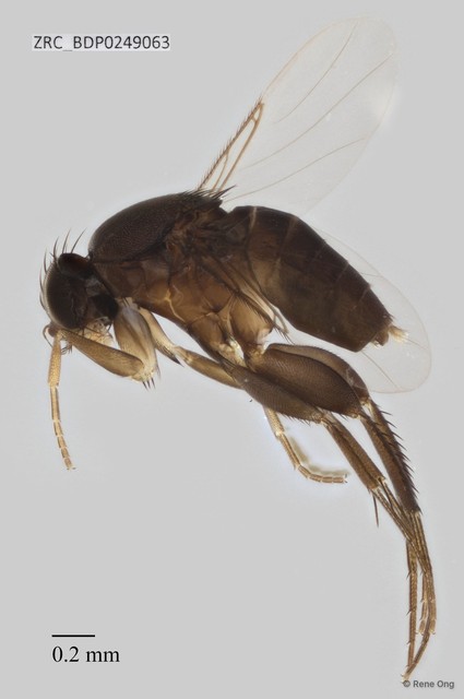 Phoridae sp. "ZRCBDP0000411"