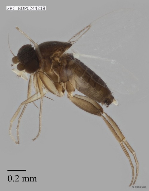 Phoridae sp. "ZRCBDP0000429" • © Rene Ong • All Rights Reserved