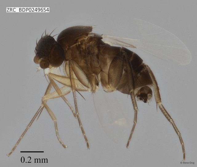 Phoridae sp. "ZRCBDP0000429"