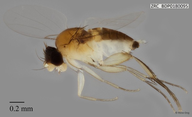 Phoridae sp. "ZRCBDP0000436" • © Rene Ong • All Rights Reserved