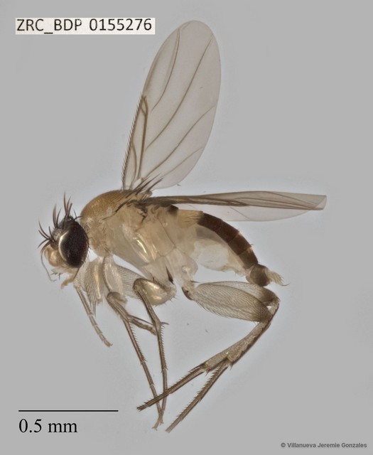 Phoridae sp. "ZRCBDP0000437" • © Villanueva Jeremie Gonzales • All Rights Reserved