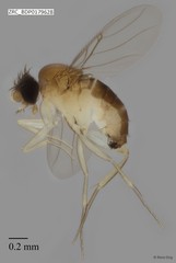 Phoridae sp. "ZRCBDP0000449"