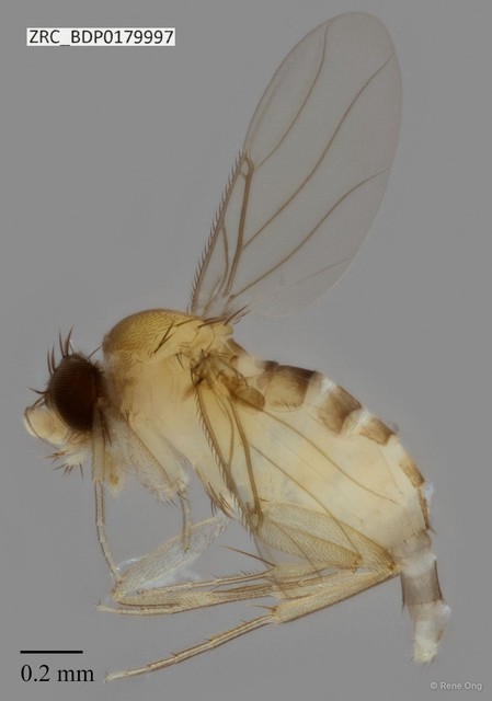 Phoridae sp. "ZRCBDP0000449"
