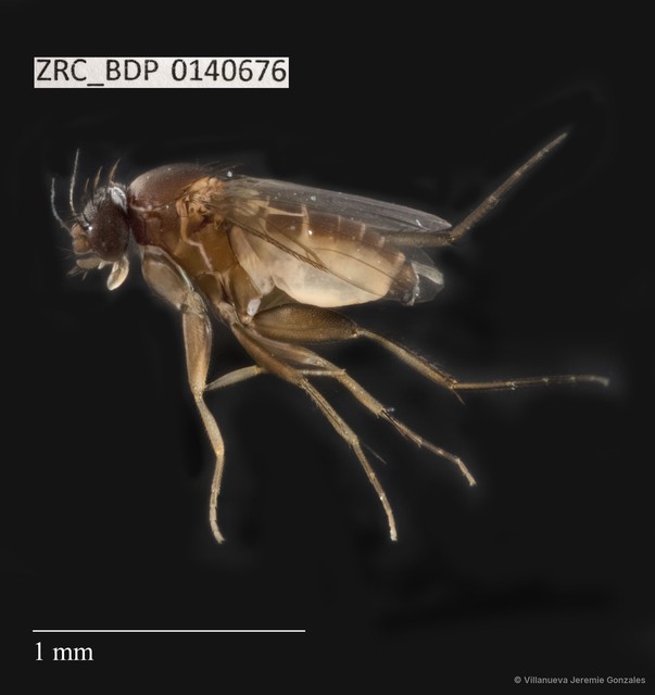 Phoridae sp. "ZRCBDP0000792" • © Villanueva Jeremie Gonzales • All Rights Reserved