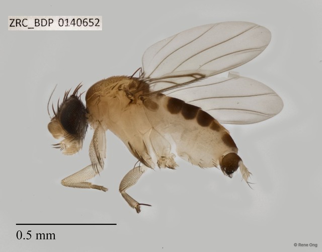 Phoridae sp. "ZRCBDP0000804" • © Rene Ong • All Rights Reserved