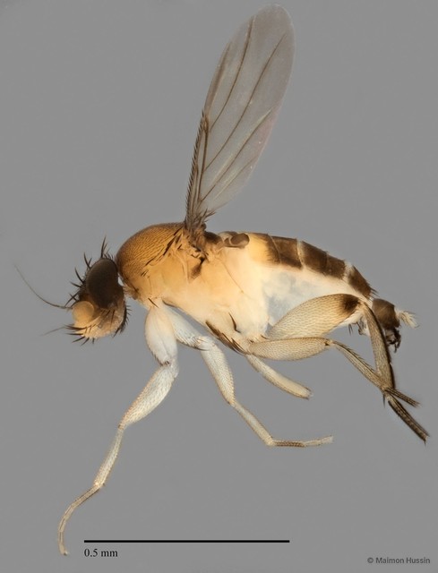 Phoridae sp. "ZRCBDP0002875" • © Maimon Hussin • All Rights Reserved