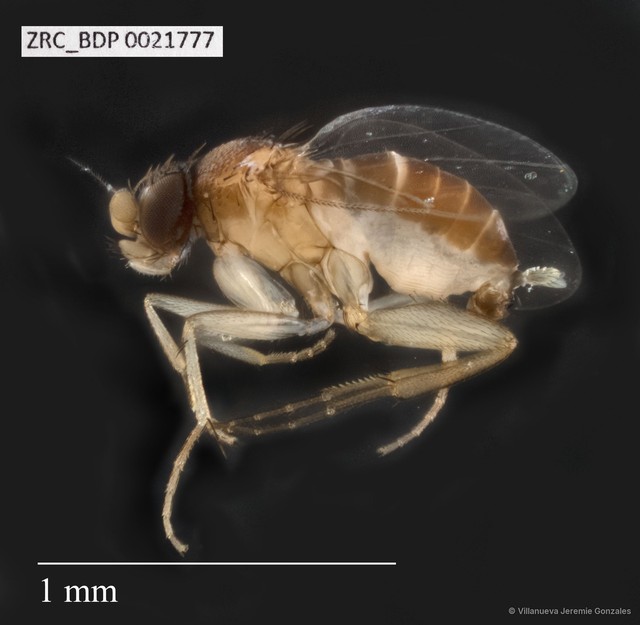 Phoridae sp. "ZRCBDP0021777" • © Villanueva Jeremie Gonzales • All Rights Reserved