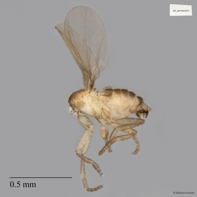 Termitoxeniinae sp. "ZRCBDP0025299" • © Maimon Hussin • All Rights Reserved
