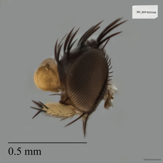 Phoridae sp. "ZRCBDP0025308" • © Maimon Hussin • All Rights Reserved