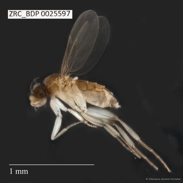 Phoridae sp. "ZRCBDP0025597" • © Villanueva Jeremie Gonzales • All Rights Reserved