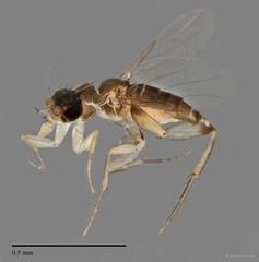 Phoridae sp. "ZRCBDP0031669/ZRCBDP0032034" • © Maimon Hussin • All Rights Reserved