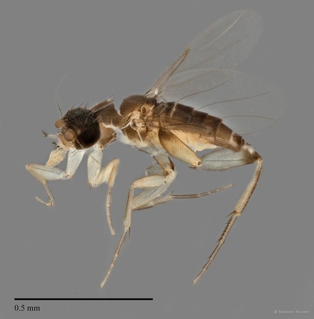 Phoridae sp. "ZRCBDP0031669/ZRCBDP0032034"