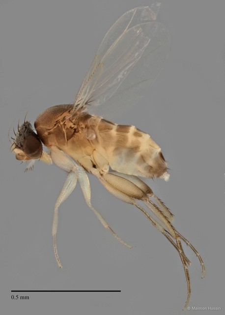 Phoridae sp. "ZRCBDP0031745/ZRCBDP0031873"