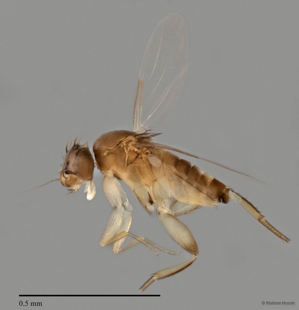 Phoridae sp. "ZRCBDP0031745/ZRCBDP0031873" • © Maimon Hussin • All Rights Reserved